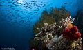   This image taken during 6th Underwater Photography Competition Wonderful Raja Ampat 6-th th  